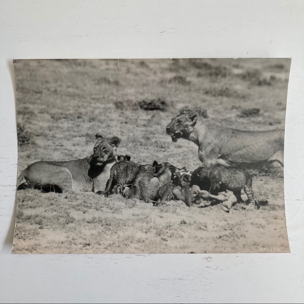 Vintage 20s Nature Mag Press Photo Lions Eating